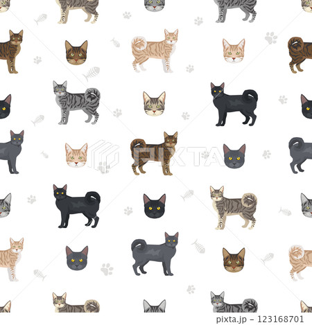 American Ringtail cat seamless pattern. All coat colors set.  All cat breeds characteristics infographic 123168701