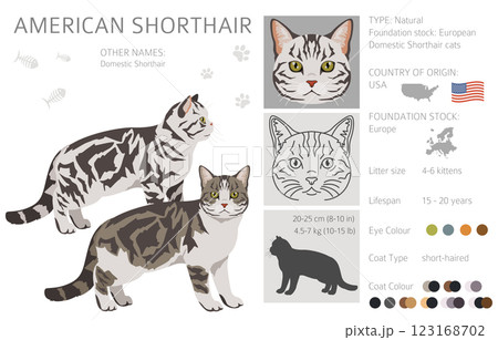 American Shorthair cat clipart. All coat colors set. All cat breeds characteristics infographic American Shorthair cat clipart. All coat colors set. All cat breeds characteristics infographic 123168702