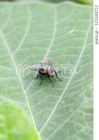 葉に止まるコガネキンバエ 123168712