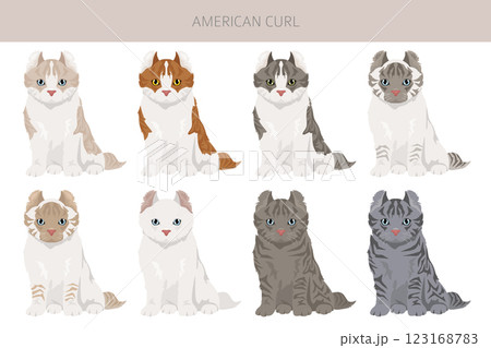 American Curl cat clipart. All coat colors set. All cat breeds characteristics infographic American Curl cat clipart. All coat colors set. All cat breeds characteristics infographic 123168783