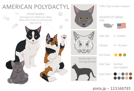 American Polydactyl cat clipart. All coat colors set.  All cat breeds characteristics infographic 123168785