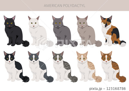 American Polydactyl cat clipart. All coat colors set.  All cat breeds characteristics infographic 123168786