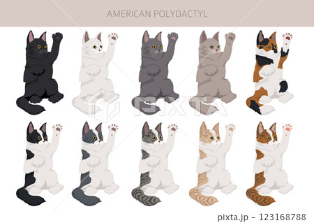 American Polydactyl cat clipart. All coat colors set.  All cat breeds characteristics infographic 123168788