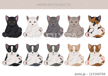American Polydactyl cat clipart. All coat colors set.  All cat breeds characteristics infographic 123168789