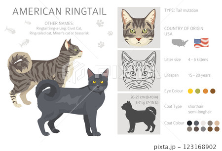 American Ringtail cat clipart. All coat colors set. All cat breeds characteristics infographic American Ringtail cat clipart. All coat colors set. All cat breeds characteristics infographic 123168902