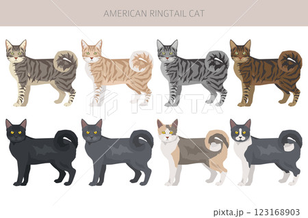 American Ringtail cat clipart. All coat colors set. All cat breeds characteristics infographic American Ringtail cat clipart. All coat colors set. All cat breeds characteristics infographic 123168903