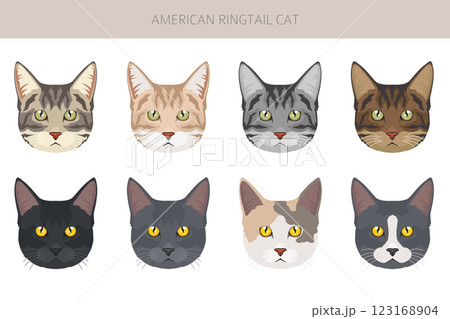 American Ringtail cat clipart. All coat colors set.  All cat breeds characteristics infographic 123168904