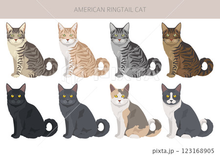 American Ringtail cat clipart. All coat colors set. All cat breeds characteristics infographic American Ringtail cat clipart. All coat colors set. All cat breeds characteristics infographic 123168905