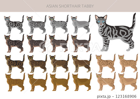 Asian shorthair Tabby cat clipart. All coat colors set.  All cat breeds characteristics infographic 123168906