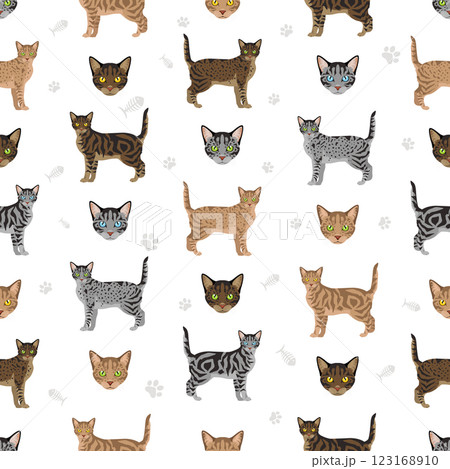 Asian shorthair Tabby cat seamless pattern. All coat colors set. All cat breeds characteristics infographic Asian shorthair Tabby cat seamless pattern. All coat colors set. All cat breeds characteristics infographic 123168910