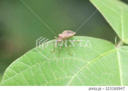 葉に止まるホシハラビロヘリカメムシ 123168947