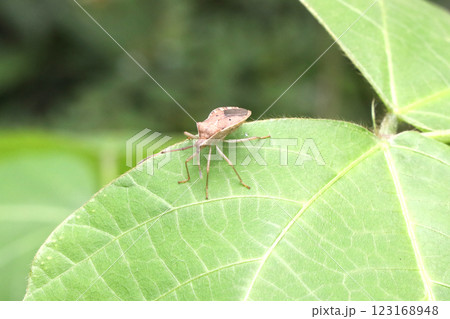 葉に止まるホシハラビロヘリカメムシ 123168948