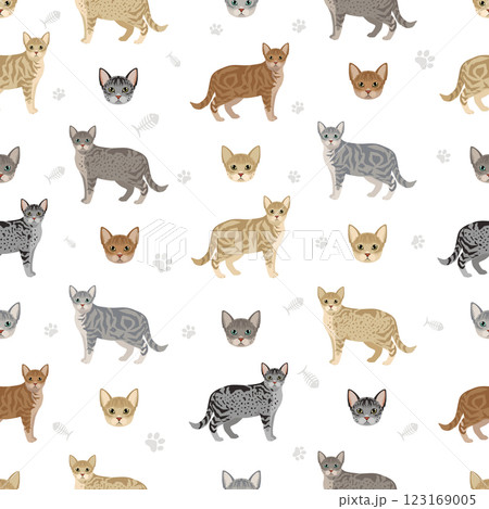 Australian Mist cat seamless pattern. All coat colors set. All cat breeds characteristics infographic Australian Mist cat seamless pattern. All coat colors set. All cat breeds characteristics infographic 123169005