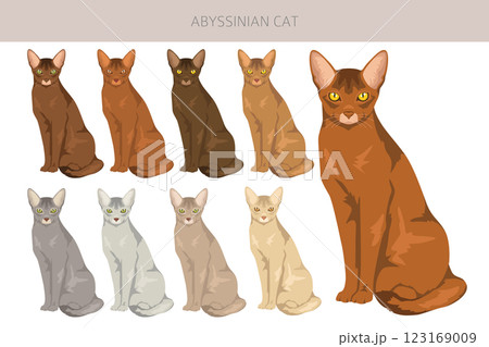 Abyssinian cat clipart. All coat colors set.  All cat breeds characteristics infographic 123169009