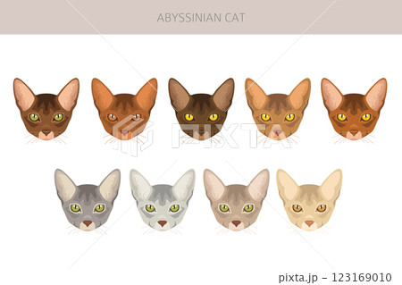 Abyssinian cat clipart. All coat colors set.  All cat breeds characteristics infographic 123169010