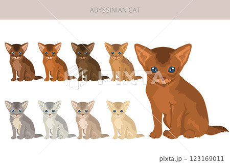 Abyssinian cat clipart. All coat colors set.  All cat breeds characteristics infographic 123169011