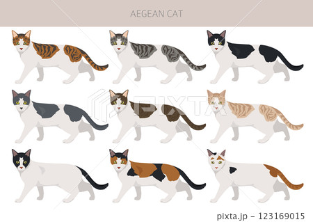 Aegean cat clipart. All coat colors set. All cat breeds characteristics infographic Aegean cat clipart. All coat colors set. All cat breeds characteristics infographic 123169015