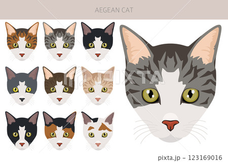 Aegean cat clipart. All coat colors set.  All cat breeds characteristics infographic 123169016