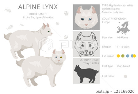 Alpine Lynx clipart. Highlander, All coat colors set.  All cat breeds characteristics infographic 123169020