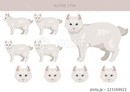 Alpine Lynx clipart. Highlander, All coat colors set.  All cat breeds characteristics infographic Alpine Lynx clipart. Highlander, All coat colors set.  All cat breeds characteristics infographic 123169021