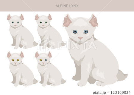 Alpine Lynx clipart. Highlander, All coat colors set. All cat breeds characteristics infographic Alpine Lynx clipart. Highlander, All coat colors set. All cat breeds characteristics infographic 123169024