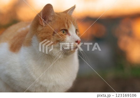 夕日を浴びる猫 123169106