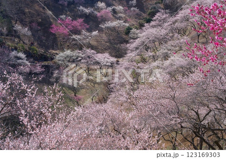 梅の花のある風景 123169303