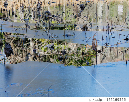 氷結した蓮池 123169326