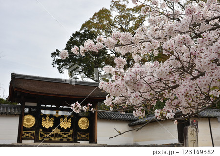 醍醐寺　唐門とサクラ(京都市伏見区) 123169382