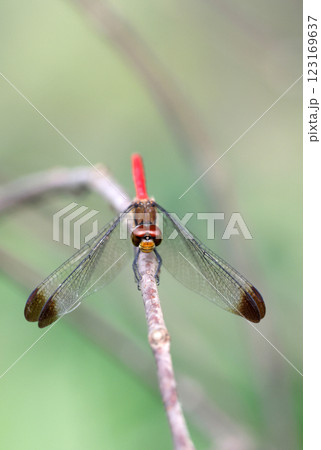 枝に止まるリスアカネ トンボ 123169637