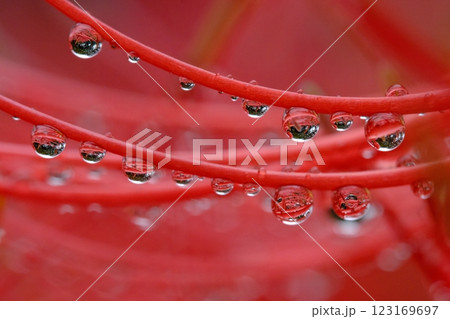 ヒガンバナと雨しずく 123169697