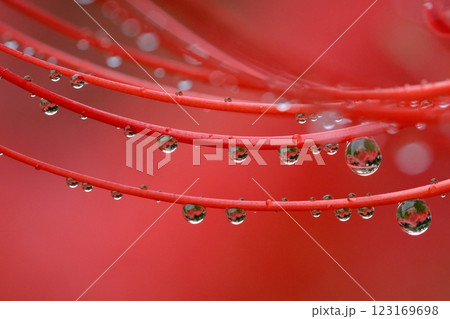 ヒガンバナと雨しずく 123169698