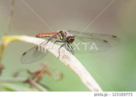 赤とんぼ 123169773