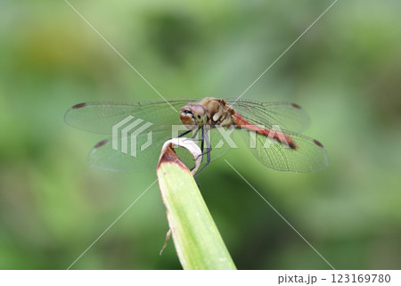 赤とんぼ 123169780