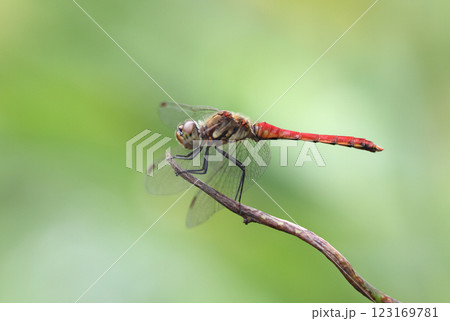赤とんぼ 赤とんぼ 123169781