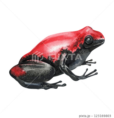 Red and black tropical frog, watercolor painting isolated on white background exotic rainforest amphibian. Exotic frog 123169803