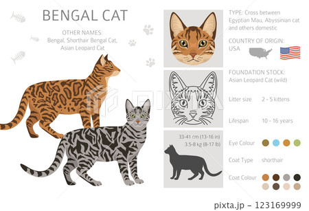 Bengal Cat clipart. All coat colors set.  All cat breeds characteristics infographic. 123169999