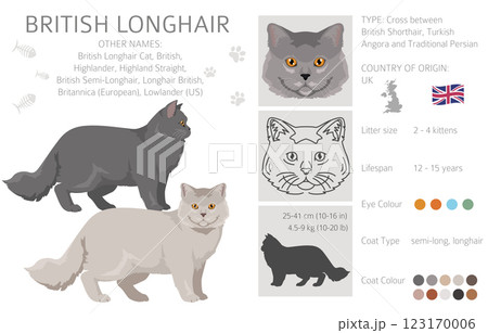 British longhair Cat clipart. All coat colors set.  All cat breeds characteristics infographic 123170006