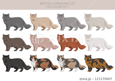 British longhair Cat clipart. All coat colors set.  All cat breeds characteristics infographic 123170007
