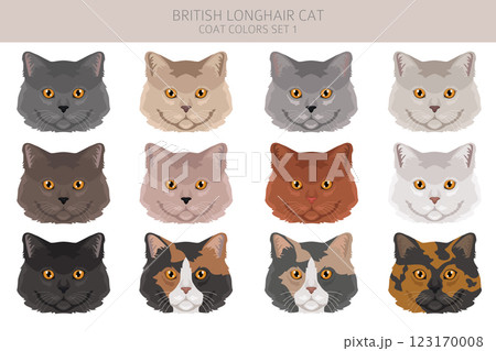 British longhair Cat clipart. All coat colors set.  All cat breeds characteristics infographic 123170008