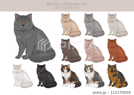 British longhair Cat clipart. All coat colors set. All cat breeds characteristics infographic British longhair Cat clipart. All coat colors set. All cat breeds characteristics infographic 123170009