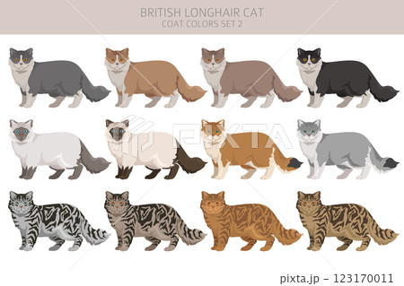 British longhair Cat clipart. All coat colors set. All cat breeds characteristics infographic British longhair Cat clipart. All coat colors set. All cat breeds characteristics infographic 123170011