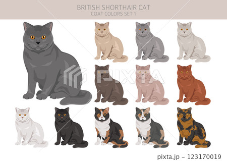 British shorthair Cat clipart. All coat colors set.  All cat breeds characteristics infographic 123170019