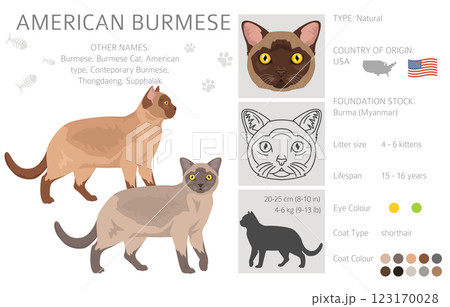 American Burmese Cat clipart. All coat colors set. All cat breeds characteristics infographic American Burmese Cat clipart. All coat colors set. All cat breeds characteristics infographic 123170028