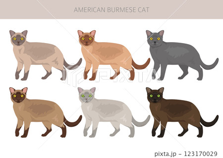 American Burmese Cat clipart. All coat colors set.  All cat breeds characteristics infographic 123170029