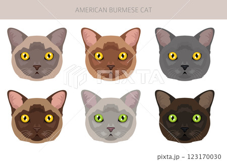 American Burmese Cat clipart. All coat colors set.  All cat breeds characteristics infographic 123170030