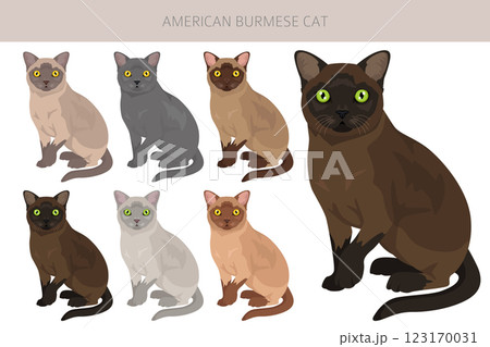 American Burmese Cat clipart. All coat colors set.  All cat breeds characteristics infographic 123170031