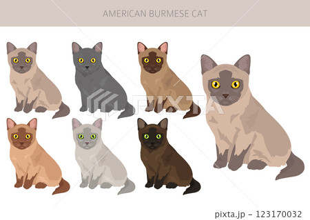 American Burmese Cat clipart. All coat colors set.  All cat breeds characteristics infographic 123170032
