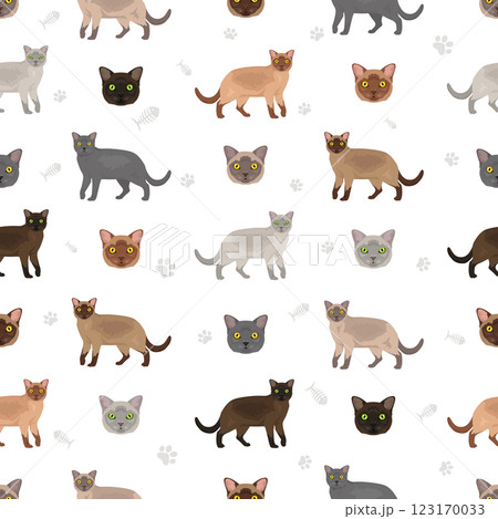 American Burmese Cat seamless pattern. All coat colors set.  All cat breeds characteristics infographic 123170033