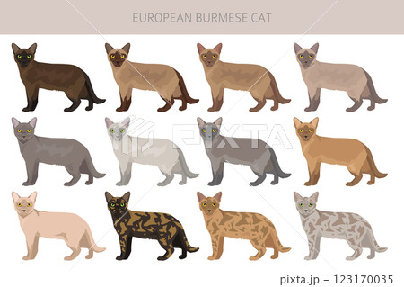 American Burmese Cat clipart. All coat colors set.  All cat breeds characteristics infographic 123170035